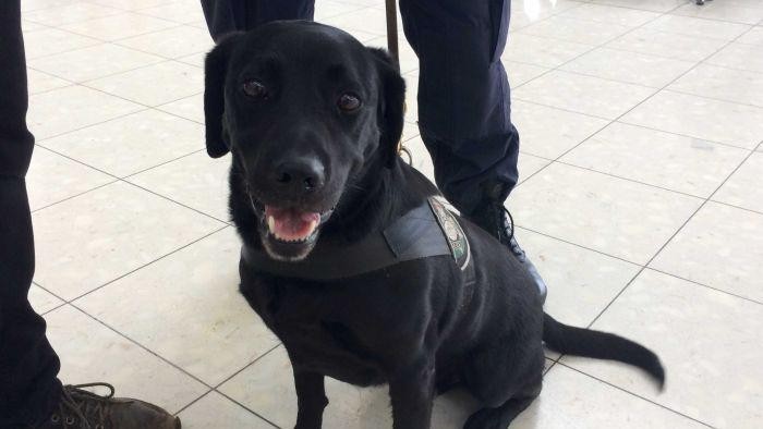 Irwin, Anjing yang Pastikan Penerbangan Anda Aman