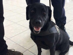 Irwin, Anjing yang Pastikan Penerbangan Anda Aman