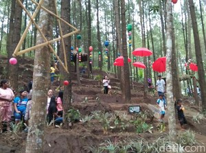 Hutan Pinus Winong di Lereng Semeru Mulai Ramai Pengunjung