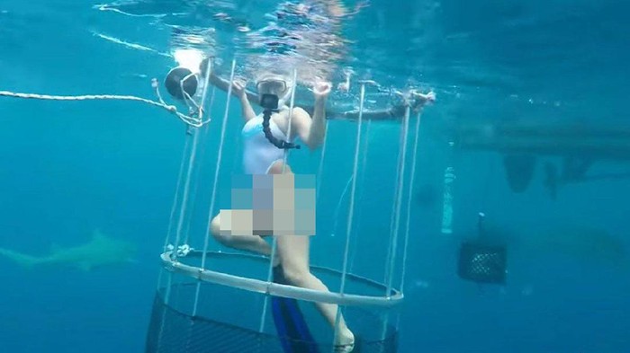 Walah, Bintang Film Porno Digigit Hiu Saat Diving di Florida