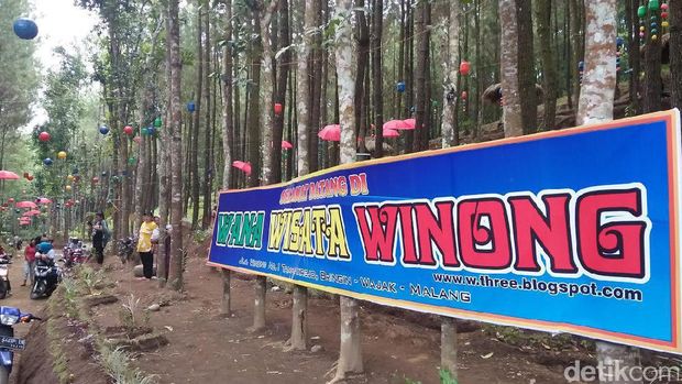 Hutan Pinus Winong di lereng Semeru