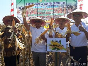 Pemkab Pasuruan Tambah 5.000 Hektar Lahan Jagung Hibrida