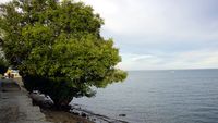 Hilangkan Bete dan Sedih di Pantai Pohon Cinta Pohuwato