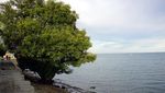 Senja Merona dari Pantai Pohon Cinta