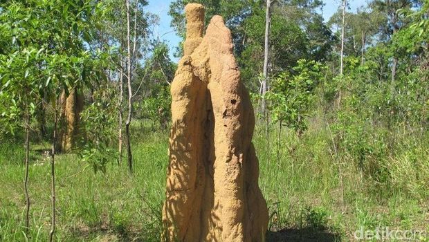 Rumah semut di Merauke