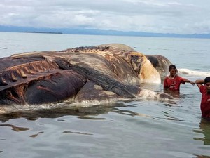 Menanti Hasil Identifikasi KKP soal Hewan Raksasa di Laut Maluku
