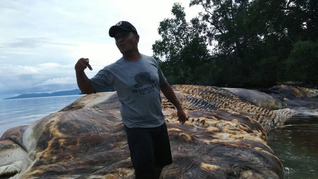  Menanti Hasil Identifikasi KKP Soal Hewan Raksasa di Laut Maluku