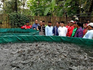 Banyuwangi Galakkan Budidaya Ikan Air Tawar dengan Kolam Terpal