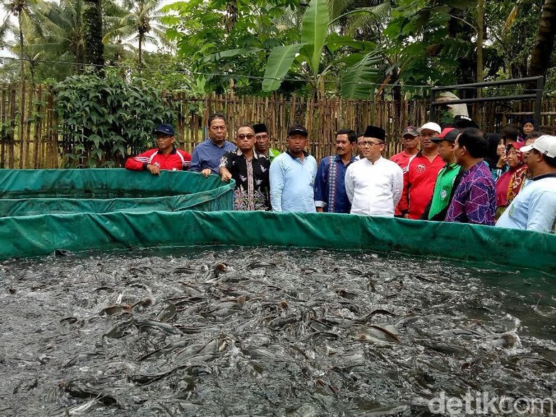 Banyuwangi Galakkan Budidaya Ikan Air Tawar dengan Kolam Terpal Banyuwangi Galakkan Budidaya Ikan Air Tawar dengan Kolam Terpal