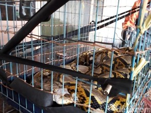 Balai Karantina Gagalkan Penyelundupan 253 Reptil Menuju Jepang