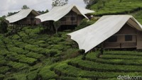 Di tepi situ tersebut terdapat 19 tenda glamping, dengan dua tipe tenda Lakeside Tent untuk kapasitas 4 orang yang posisinya berada dipinggir danau dan Family Tent dengan kapasitas 8 orang yang posisinya di atas Lakeside Tent (Wisma/detikTravel)