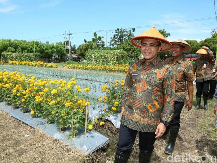 Lahan Pertanian di Tengah Kota Banyuwangi Disulap Jelang Agro Expo