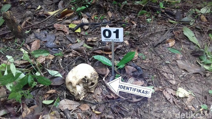 Warga Temukan Tengkorak Manusia di Kebun Sawit