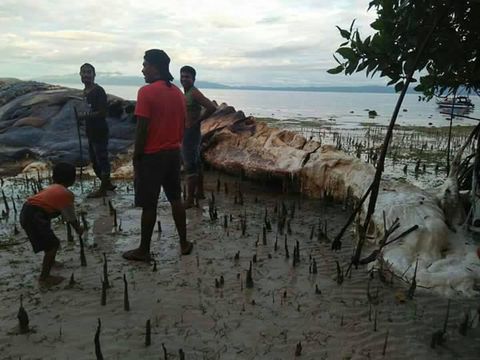 KKP: Bukan Cumi, Bangkai Hewan Raksasa di Maluku Ternyata Paus