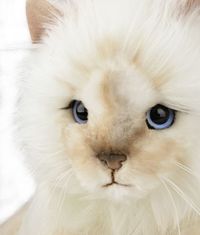 Karl Legerfeld Jual Boneka Mirip Kucingnya Seharga Rp 7,2 Jutaan