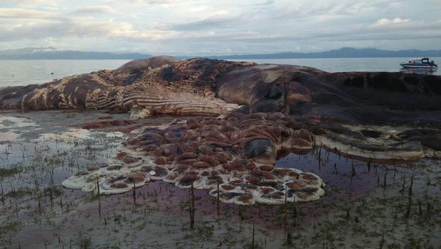  Menanti Hasil Identifikasi KKP Soal Hewan Raksasa di Laut Maluku