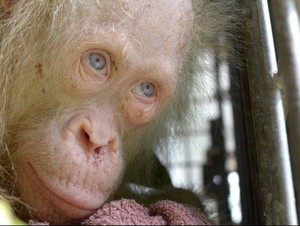 Mencari Nama Buat Orangutan Albino Langka