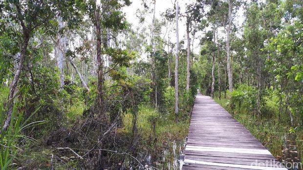 Jalur trekking yang terbuat dari papan (Afif/detikTravel)