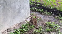 Diharapkan, pemerintah, akademisi dan stakeholder terkait dapat bersinergi untuk mengumpulkan data dan melestarikan kehidupan kanguru di Papua (Afif Farhan/detikTravel)