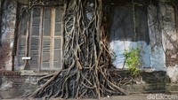 Rumah akar ini berada di Kota Lama Semarang, tepatnya di seberang Museum 3D, berada di dalam gang yang diberi penghalang jalan. Lokasi ini cukup mudah ditemukan (Bonauli/detikTravel)