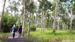 Wisata di 3 Provinsi Baru Papua, Puncak Jaya hingga Markas Avengers