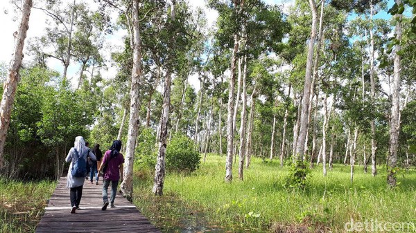Lotus Garden salah satu destinasi wisata alam di Merauke, Papua yang menarik dikunjungi saat butuh refreshing. Taman ini memiliki kolam yang tenang, gazebo dan jalur trekking ke hutan. Afif Farhan/detikcom Lotus Garden salah satu destinasi wisata alam di Merauke, Papua yang menarik dikunjungi saat butuh refreshing. Taman ini memiliki kolam yang tenang, gazebo dan jalur trekking ke hutan. Afif Farhan/detikcom