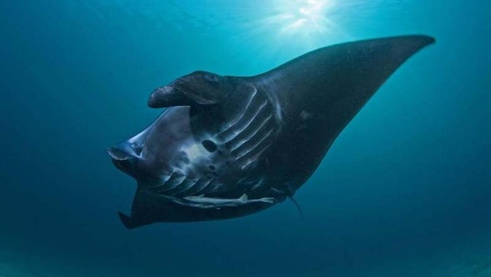 pari manta