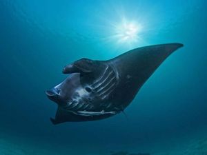 Hewan Ini Disebut sebagai Ikan Paling Pintar di Lautan