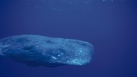 Paus sperma yang memiliki kepala ‘kotak’ merupakan hewan mamalia bergigi terbesar di dunia. Paus sperma memiliki nama ilmiah Physeter macrocephalus. (Foto: Dok. Thinkstock)