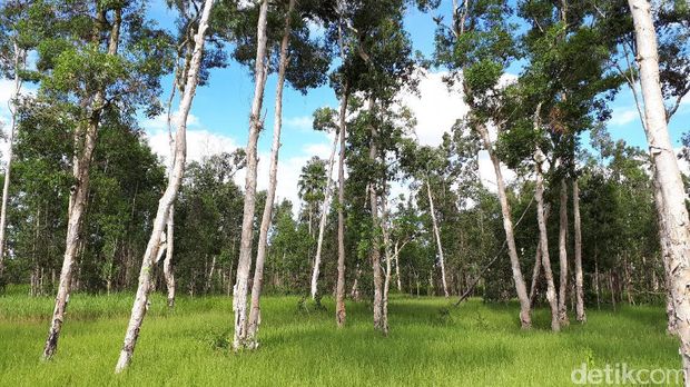 Panorama pohon-pohon bus yang cantik (Afif/detikTravel)