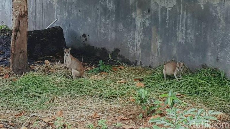 Di Pelukan Adat, Kanguru Papua Berlindung dari Kepunahan Di Pelukan Adat, Kanguru Papua Berlindung dari Kepunahan