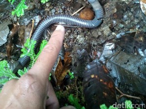 Keistimewaan Cacing Sonari yang Sebabkan Didin Dibui