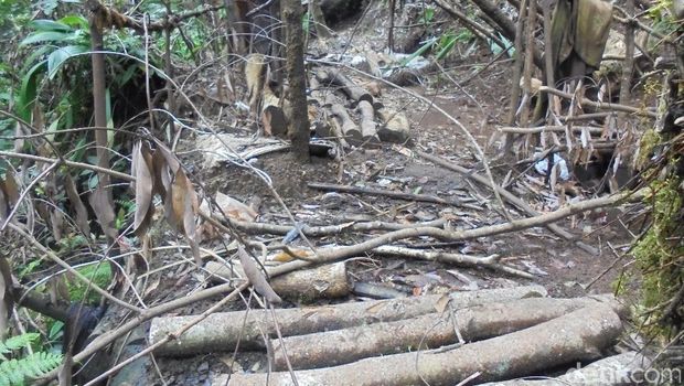 Kerusakan hutan di TNGGP.