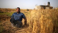 Louy al-Najar, pria berusia 28 tahun asal Palestina tengah memanen gandum di sebuah ladang di perbatasan Israel di Khan Younis, Jalur Gaza Selatan. REUTERS/Ibraheem Abu Mustafa.