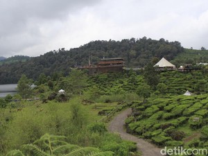 Sayang Bumi! Liburan Sambil Ramai-ramai Menanam Pohon di Bandung