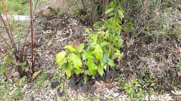 Sayang Bumi! Liburan Sambil Ramai-ramai Menanam Pohon di Bandung