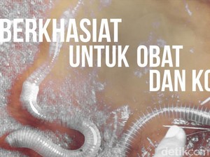 6 Khasiat Cacing untuk Kesehatan