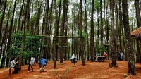 Inilah Hutan Pinus Pengger yang Instagramable di Bantul. Hutan pinus ini cocok dikunjungi traveler yang hobi foto-foto. (Pradito/detikcom)
