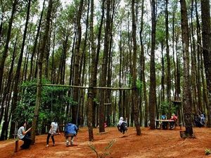 Mau Wisata Romantis, Ajak Pasangan Kamu ke Hutan Pinus di Bantul