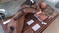 Di museum ini, tersimpan pula beberapa artefak dan fosil yang ditemukan dari berbagai penggalian. Contohnya beberapa penemuan dari Situs Ngebung ini, berupa tanduk rusa serta kerbau purba (Wahyu/detikTravel)