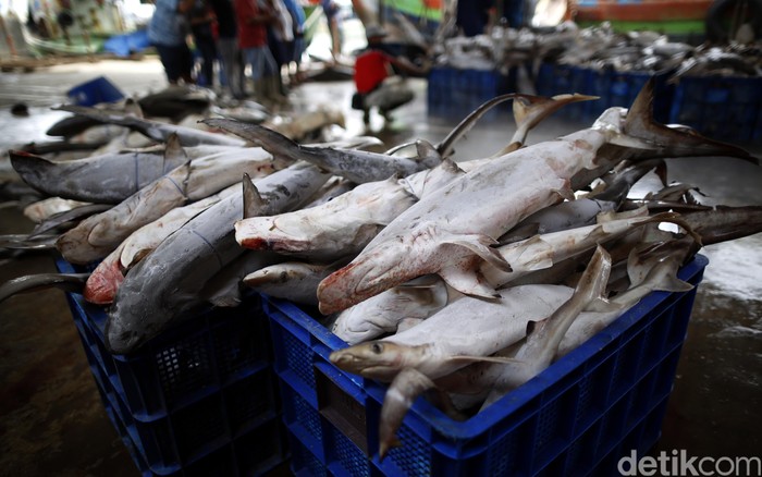 Meski dilarang, perburuan dan perdagangan sirip hiu masih marak di Tempat Pelelangan Ikan (TPI) Karang Song, Indramayu, Jawa Barat.