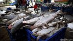 Maraknya Perdagangan Ikan Hiu di TPI Karangsong