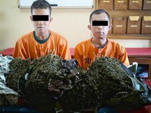 2 Pengedar Ganja di Aceh Ditangkap Polisi yang Menyamar