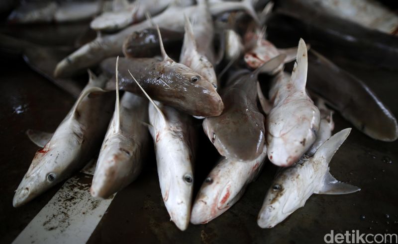 Meski dilarang, perburuan dan perdagangan sirip hiu masih marak di Tempat Pelelangan Ikan (TPI) Karang Song, Indramayu, Jawa Barat.