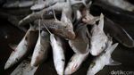Maraknya Perdagangan Ikan Hiu di TPI Karangsong