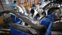 Sementara itu, harga internasional untuk satu sirip hiu bisa dipatok 1.000 dolar AS, harga termurah saja sudah mencapai 700-800 dolar AS. Dorongan ekonomi dan mitos soal kesehatan yang memicu permintaan jadi ancaman nyata bagi hiu terutama di perairan Indonesia.