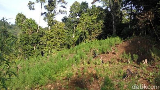 Bareskrim Musnahkan 16 Hektare Ladang Ganja di Aceh Besar