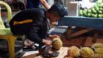 Wisata Malam di Pohuwato, Belah Durian Yuk!