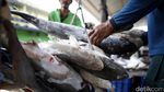 Maraknya Perdagangan Ikan Hiu di TPI Karangsong