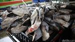 Maraknya Perdagangan Ikan Hiu di TPI Karangsong
